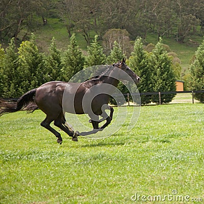 Galloping horses Stock Photo