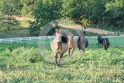 Galloping miniature horses Stock Photo