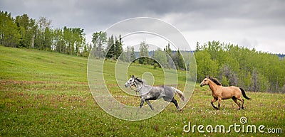 Galloping Outfitter Horses - Grey and Bay Stock Photo