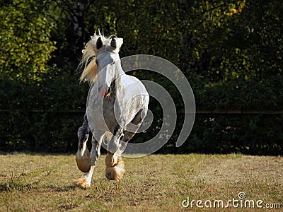 Galloping shire draft horse Stock Photo