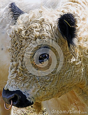 Galloway bull Stock Photo