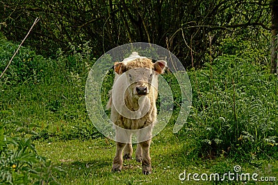 Galloway calf in natural environment Editorial Stock Photo