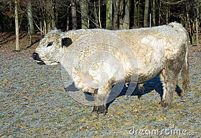 Galloway cattle Stock Photo