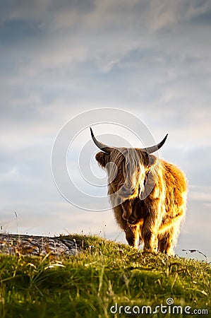 Galloway cattle standing in sunset Stock Photo