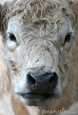 Galloway cow Stock Photo