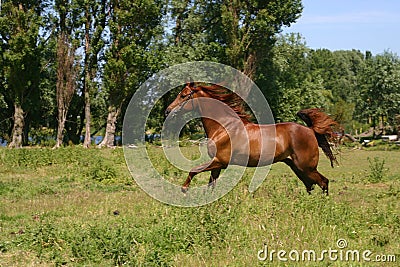 Galoping horse Stock Photo