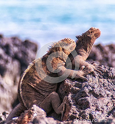 GalÃ¡pagos marine iguanas Stock Photo