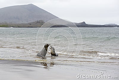GalÃ¡pagos sea lions Zalophus wollebaeki playing on Espumilla Beach, Santiago Island, Galapagos Islands Stock Photo