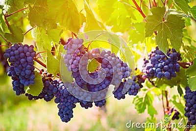 Gamay grape Stock Photo