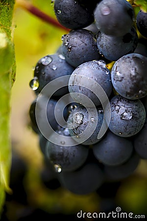 Gamay grapes on vines with lush green leaves Stock Photo