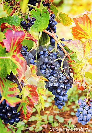 Gamay Wine Grape Stock Photo