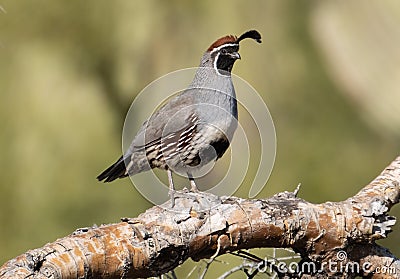 Male Gambel Quail Bird Stock Photo