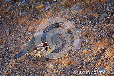 Gambel`s Quail, Callipepla gambelii, running and foraging in a flock, convey or bevy, with male and female through the arid winter Stock Photo