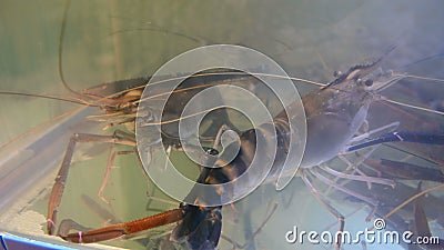 gamberetto fresco crudo del gambero blu 4K in carro armato preparare cucinare al ristorante archivi video gamberetto fresco crudo del gambero blu 4K in carro armato preparare cucinare al ristorante archivi video