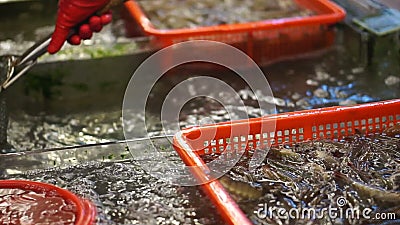 Gamberetto in tensione di salto dei frutti di mare nel mercato cinese Mano che prende gamberetto per vendita archivi video Gamberetto in tensione di salto dei frutti di mare nel mercato cinese Mano che prende gamberetto per vendita archivi video