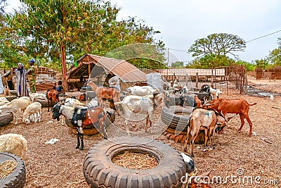 Gambia, Africa animal market, farm Editorial Stock Photo