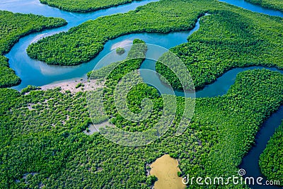 Gambia Mangroves. Aerial view of mangrove forest in Gambia. Photo made by drone from above. Africa Natural Landscape Stock Photo