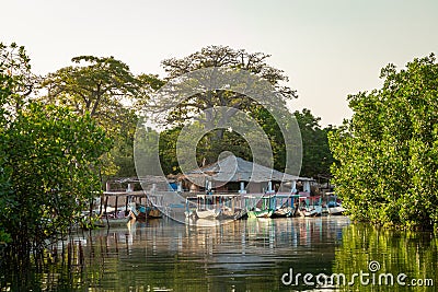 Gambia Mangroves. Lamin Lodge. Traditional long boats. Green mangrove trees in forest. Gambia Editorial Stock Photo