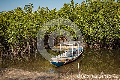 Gambia Mangroves. Traditional long boat. Green mangrove trees in forest. Gambia Editorial Stock Photo