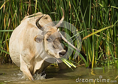 Gambian cow eating reed plants Stock Photo