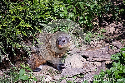 Gambian mongoose Stock Photo