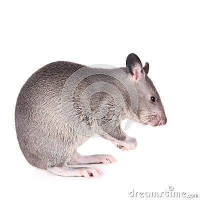 Gambian pouched rat, 3 month old, on white Stock Photo