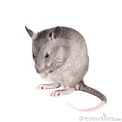 Gambian pouched rat, 3 month old, on white Stock Photo