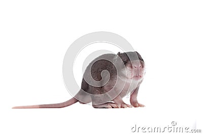 Gambian pouched rat, 3 week old, on white Stock Photo