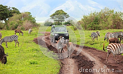 Game drive Stock Photo