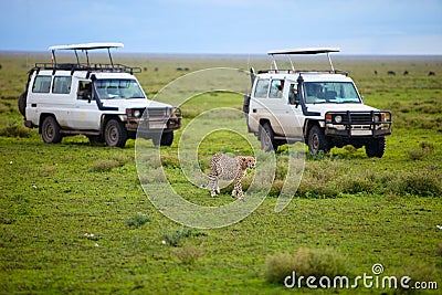 Game drive Stock Photo