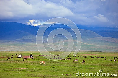 Game drive Stock Photo