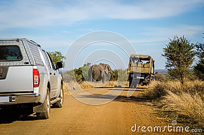 Game drive safari, Elephant Kruger park, South Africa Stock Photo