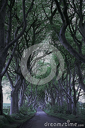 Game of Thrones Dark Hedges N.Ireland Stock Photo