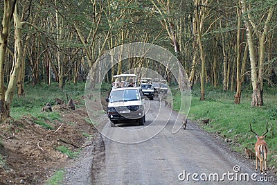 Game viewing vehicle in the forest Editorial Stock Photo