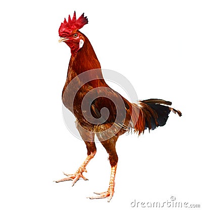 Gamecock or Cockfight isolated. Stock Photo