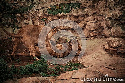 Lion and Lioness Games Stock Photo