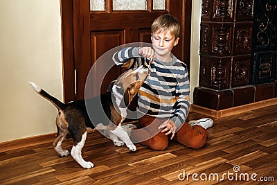 Games to play with beagle puppies. How to Entertain puppy and adult Beagle Indoors, Fun Ways to Exercise Beagle. Cute Stock Photo