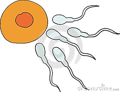 Gametes Stock Photo