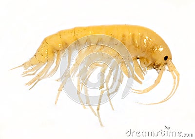 Gammarus balcanicus (Amphipoda) a small crustacean Stock Photo