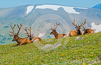 Gang of Elks in Colorado Stock Photo