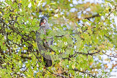 Gang-Gang cockatoo - Australian native bird portrait Stock Photo