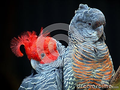 Gang-Gang Cockatoo's Stock Photo