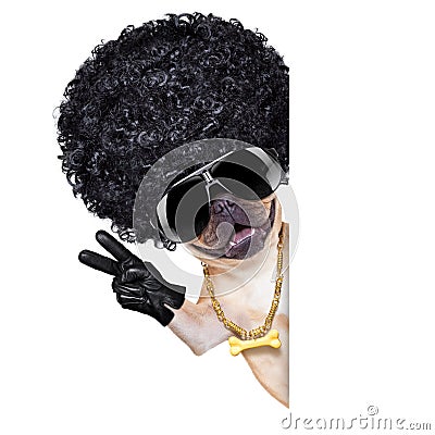 Gangster dog Stock Photo