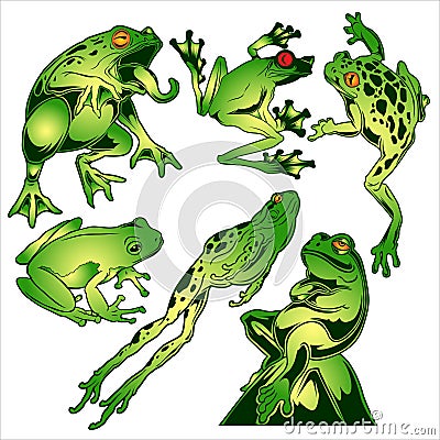 Frog Green Drawing Vector Illustration Vector Illustration