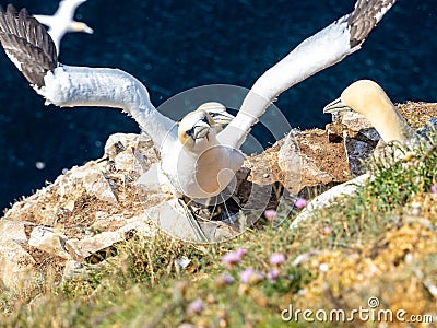 Gannet colony in Troup Head, Scotland Stock Photo