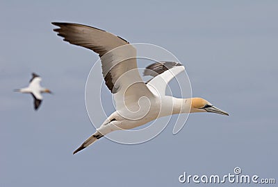 Gannet in flight Stock Photo