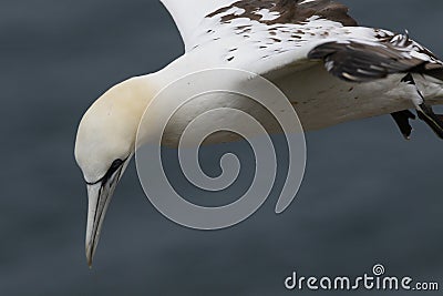 Gannet, male and female courting Stock Photo