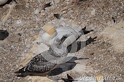 Gannet Paret with chick Stock Photo