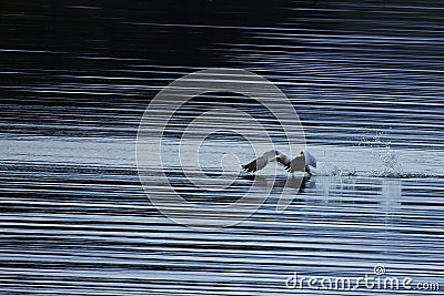 Gannet running across the water Stock Photo