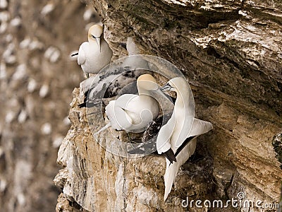 Gannet at Troup Head Stock Photo
